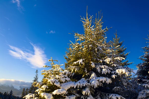 Yeşil firtree ve mavi gökyüzü — Stok fotoğraf