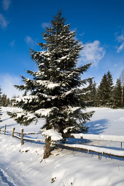 Зимний лес и дорога — стоковое фото