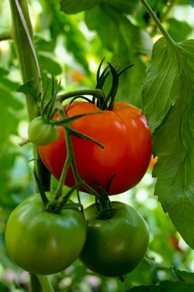 Skupina rajčat — Stock fotografie