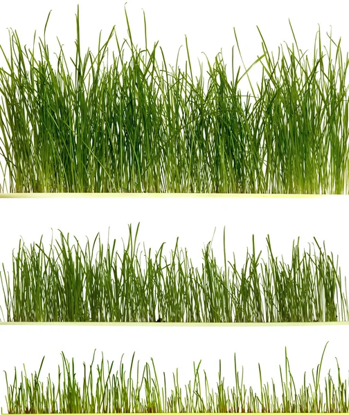Свежая трава — стоковое фото