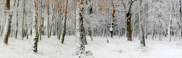 在森林里的第一场雪 — 图库照片