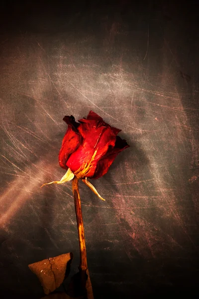 Red rose — Stock Photo, Image