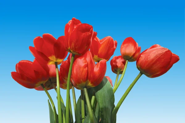 Tulipány na modré — Stock fotografie