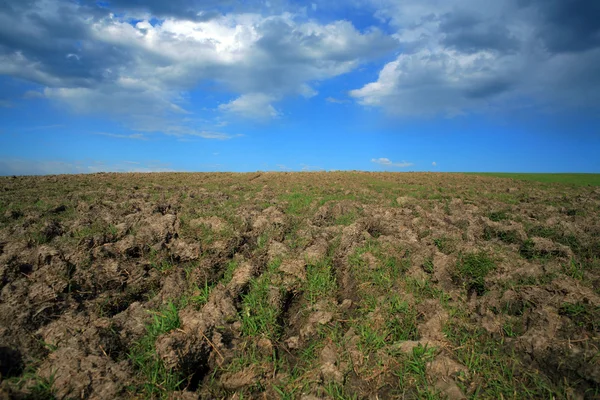 Поле с травой — стоковое фото