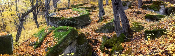 Stenen in herfst bos — Stockfoto