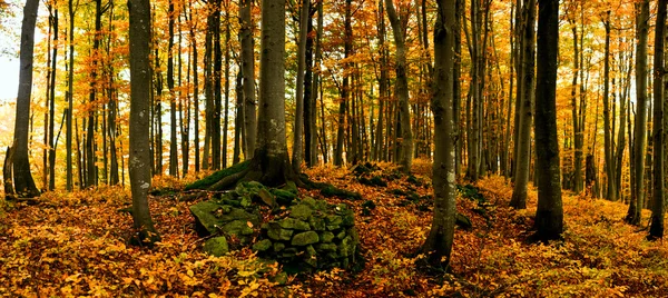 Panorama de otoño — Foto de Stock