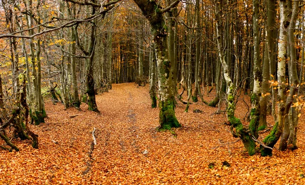 Piękny las — Zdjęcie stockowe