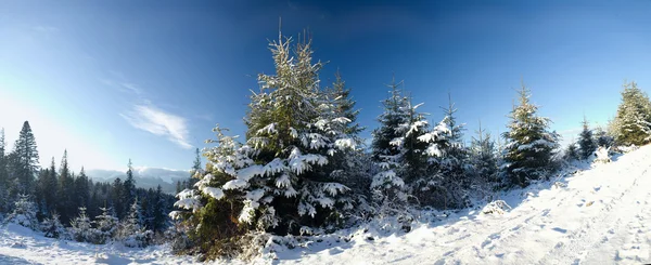 Aydınlık kış — Stok fotoğraf