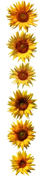 Sunflowers pattern — Stock Photo, Image
