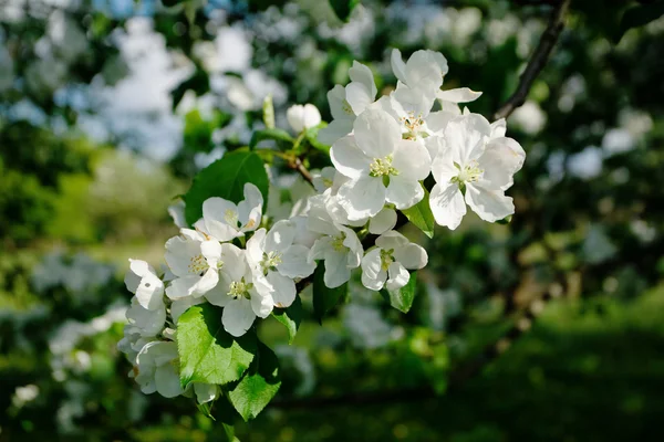 Fehér Alma virágok — Stock Fotó