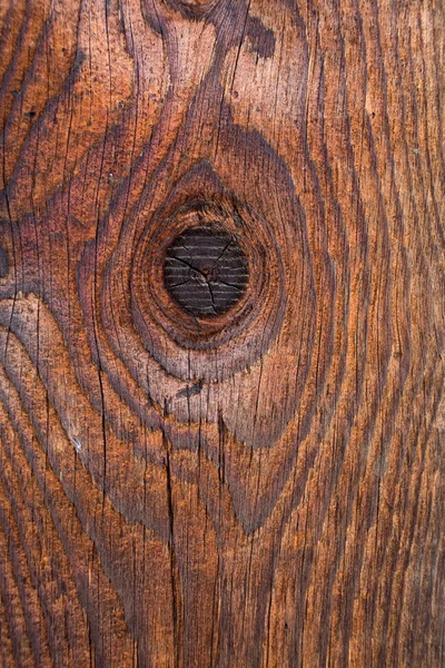 갈색 나무 — 스톡 사진
