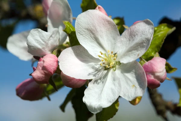 Fleurs de pomme blanche — Photo