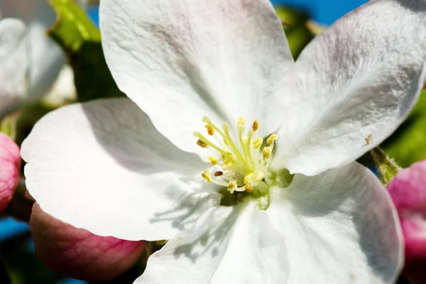 Kwiaty białe jabłko — Zdjęcie stockowe