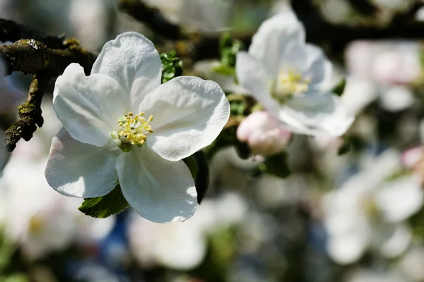 Flor de maçã branca e rosa — Fotografia de Stock