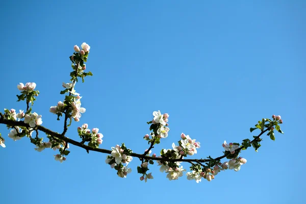 Розквіт білого і рожевого яблука — стокове фото