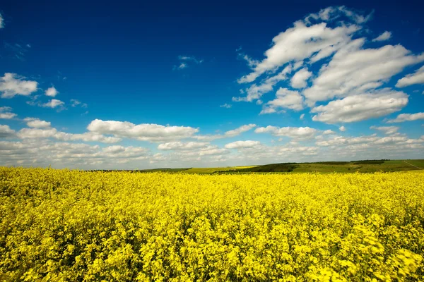 Yellow field — Stock Photo, Image