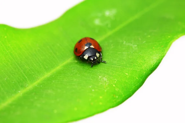 Marienkäfer auf grünem Blatt — Stockfoto