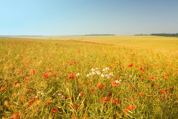 Prachtige veld — Stockfoto