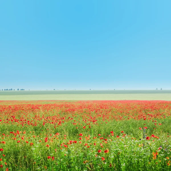 Rött fält och sky — Stockfoto