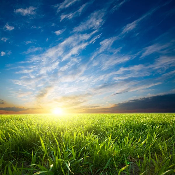 Sunset over green crops — Stock Photo, Image