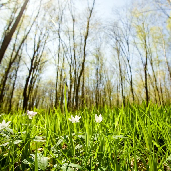 Wildflowers in grove — Stock Photo, Image