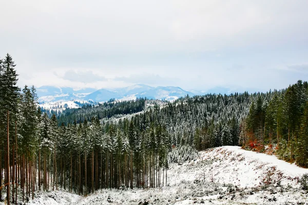 Berge und Wald — Stockfoto