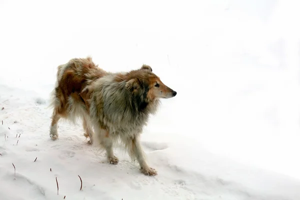 Dog on snow — Stock Photo, Image