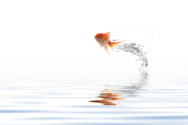 Jumping golden fish — Stock Photo, Image