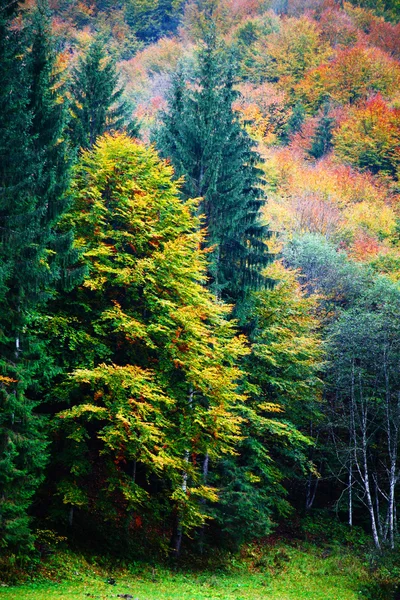 Lasy — Zdjęcie stockowe