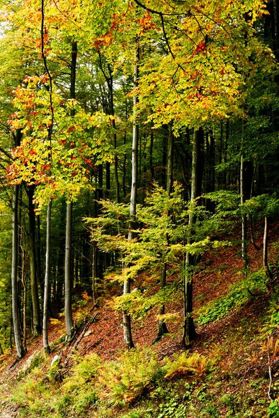 W lesie — Zdjęcie stockowe