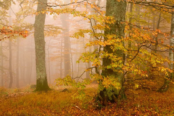 Köd az erdőben — Stock Fotó
