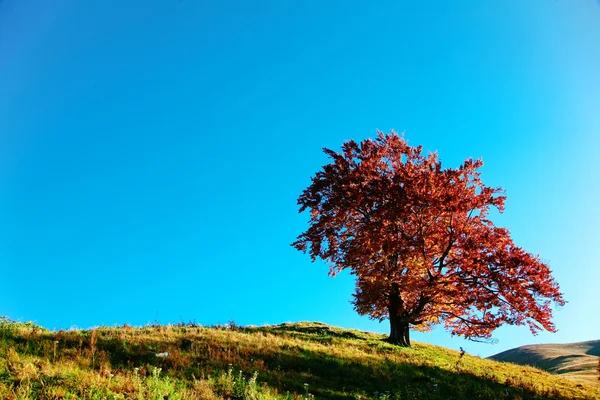 Árbol en una colina — Foto de Stock