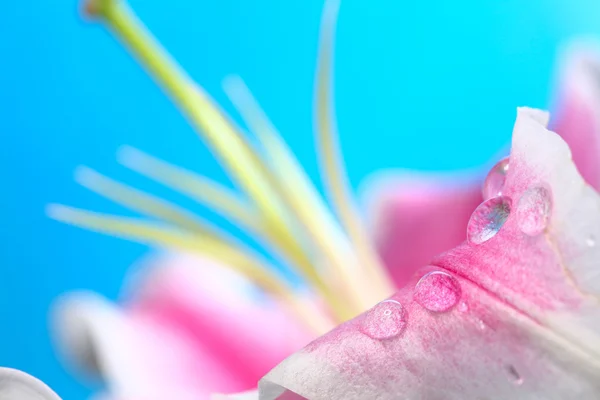 Tau auf Blütenblatt — Stockfoto