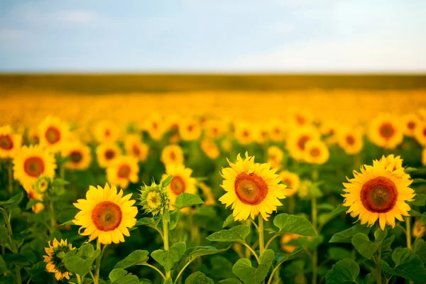 Helder gele zonnebloemen — Stockfoto