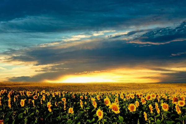 Поле із соняшниками — стокове фото
