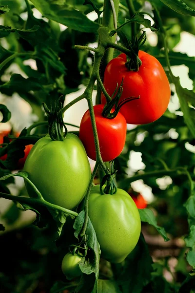 Röda och gröna tomater — Stockfoto
