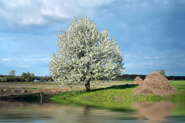 Квітнуче дерево — стокове фото