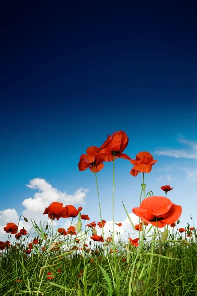 Field with poppies under sky — Stock Photo, Image