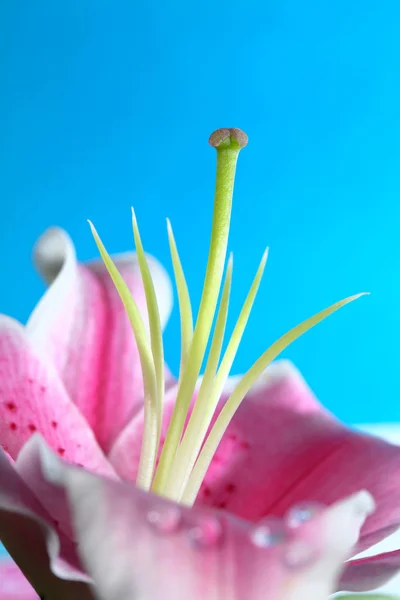 Blütenblatt — Stockfoto