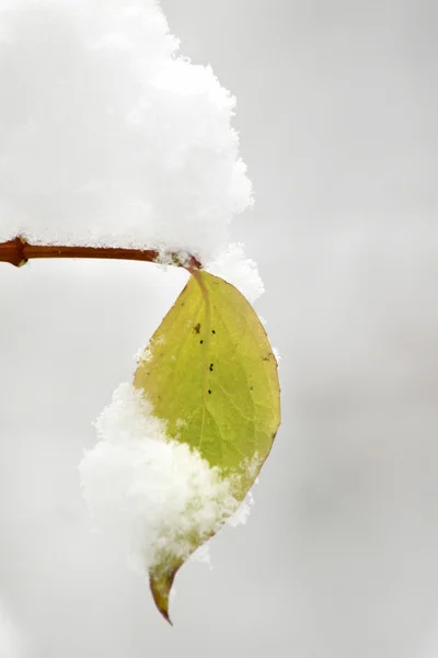 Pokrywa śnieżna — Zdjęcie stockowe