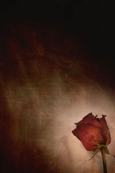肮脏的玫瑰 — 图库照片
