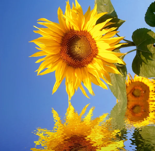 Spiegelbild gelber Blüten — Stockfoto