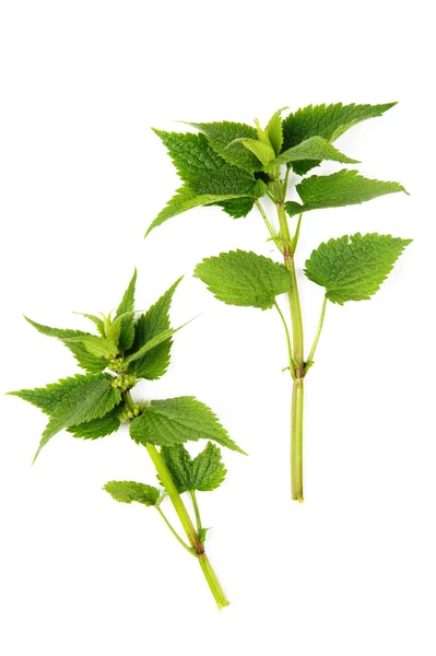 stock image Deadnettle