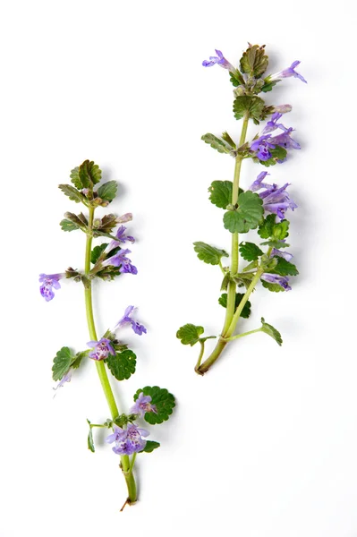 stock image Plant