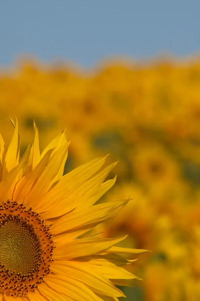 Sonnenblume auf dem Hintergrund von Sonnenblumen und Himmel — Stockfoto