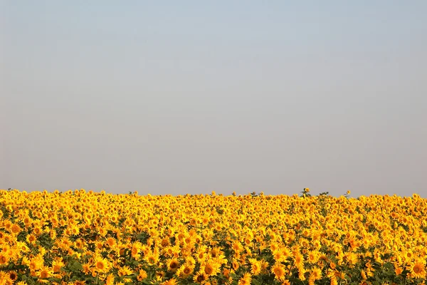 Obraz słoneczniki — Zdjęcie stockowe