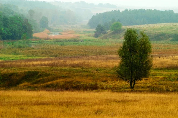 나무와 풀밭 — 스톡 사진