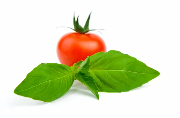 Bazalkové listy s rajčaty — Stock fotografie