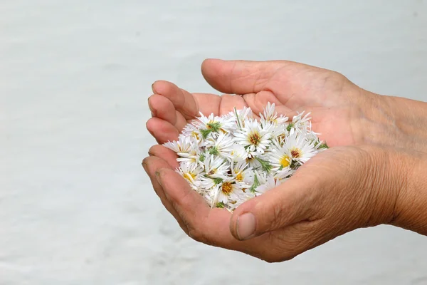 Blommor i handflatan — Stockfoto