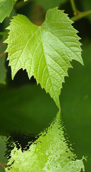 Grape leaf and water — Stock Photo, Image